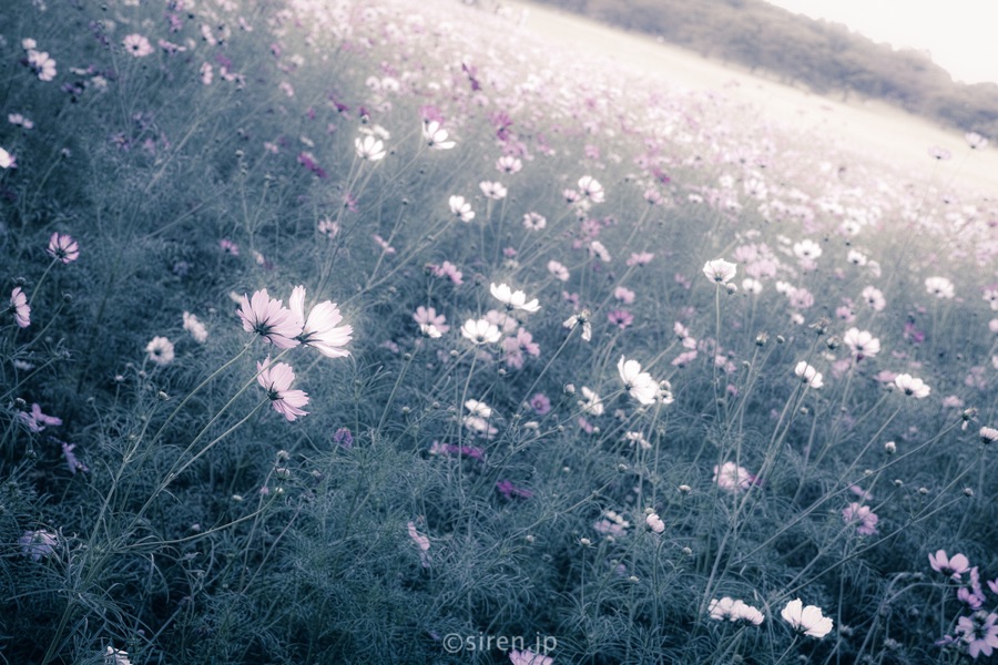 Series 01、写真 7 / 14