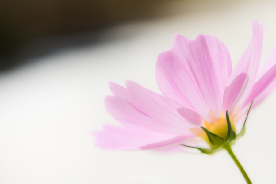 Series 01、写真 11 / 14